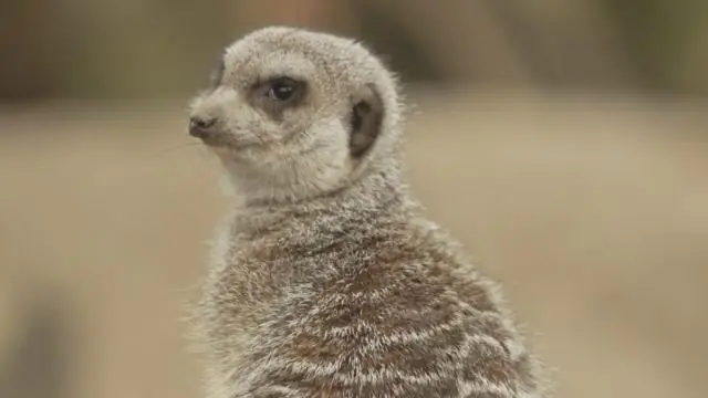 Почему его называют сурикатом?