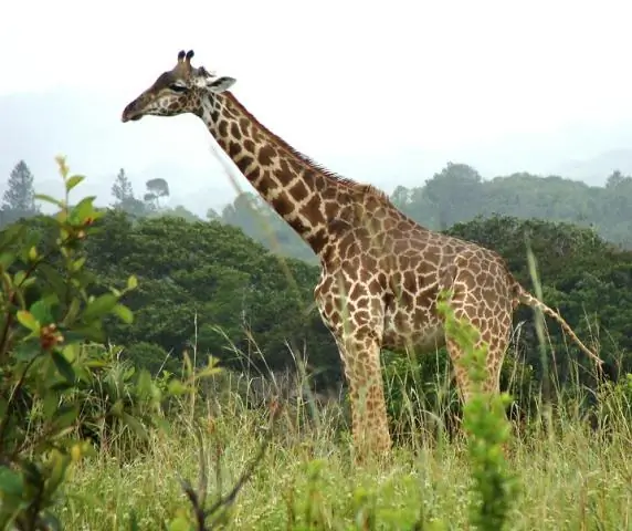 Есть ли гривы у жирафов?