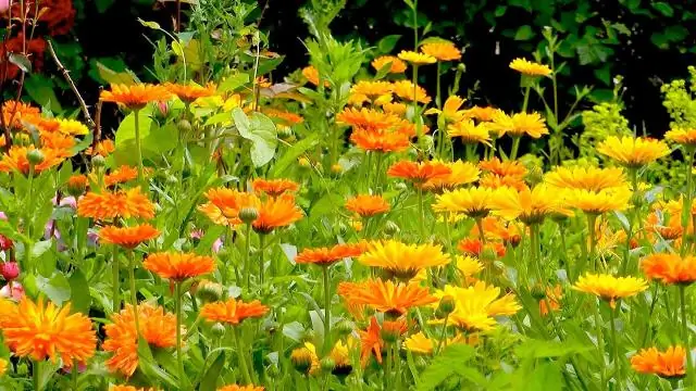 Как растут бархатцы?