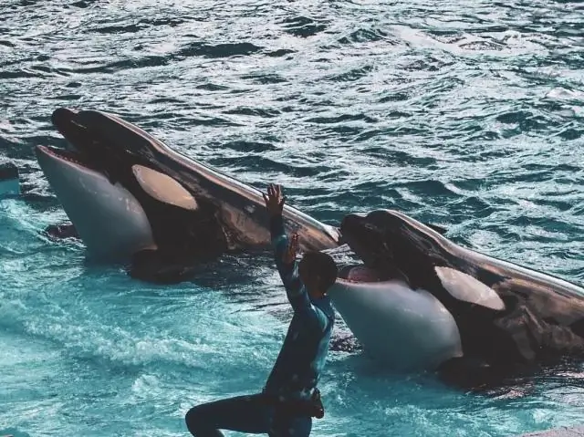 Был ли Шаму косаткой?