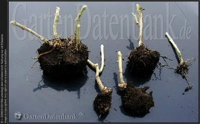 Можно ли вырастить креп мирт из черенка?