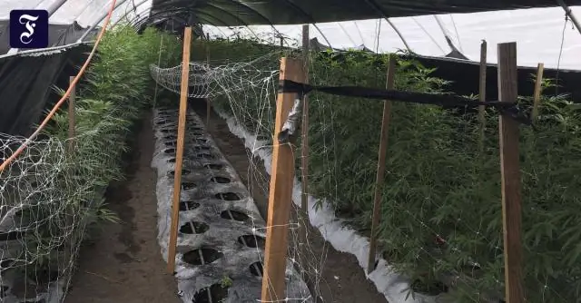 Почему соломинки запрещены в Калифорнии?