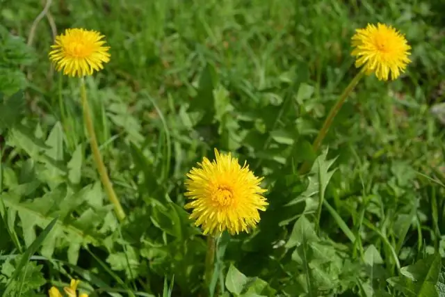 Сможете ли вы съесть цветок одуванчика?