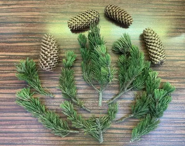 Есть ли у тисов шишки?