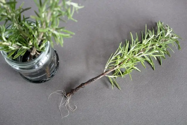 Как укоренить черенок Pittosporum?
