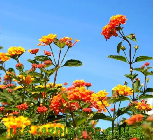 Когда следует пересаживать Лантану?