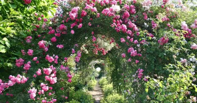 Какой гормон укоренения лучше всего подходит для роз?