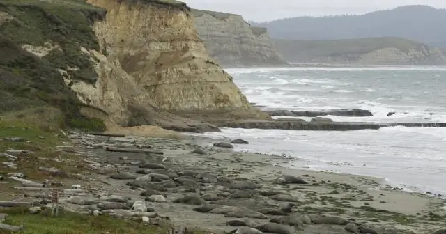 Дружелюбен ли Пойнт Рейес к собакам?