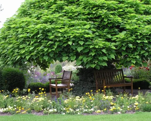 Как долго цветут деревья катальпы?