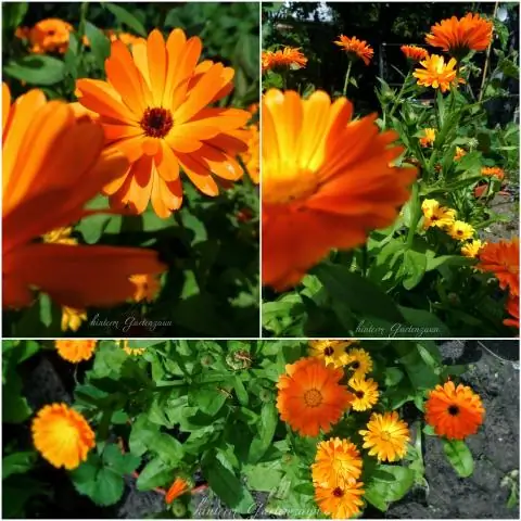 Стоит ли убирать ноготки с головы?