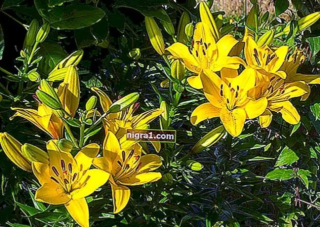 Как пишутся лилии?