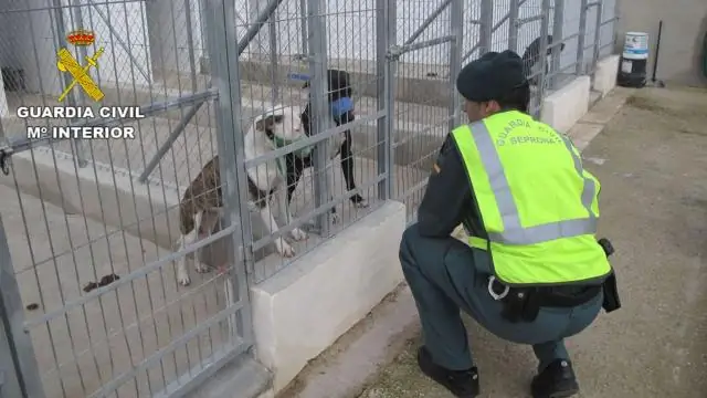 Ангел убил собаку в аренде?
