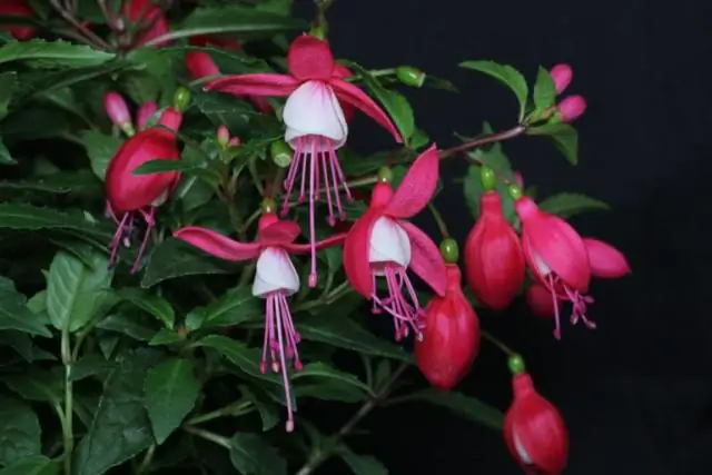 Можно ли обрезать черенки фуксии в сентябре?