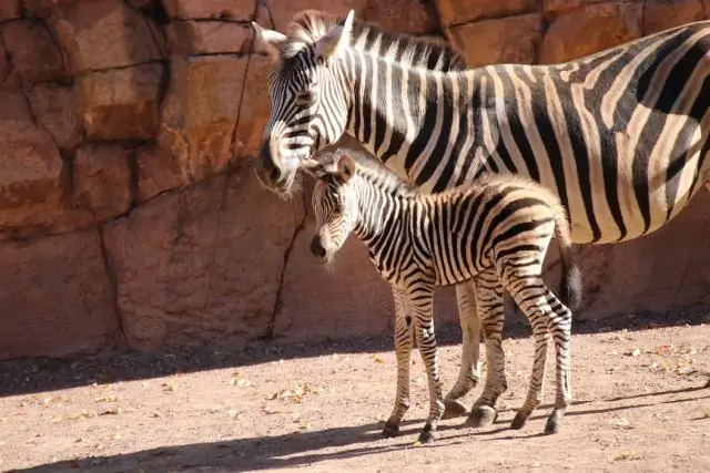 Зоопарки хороши для биоразнообразия?