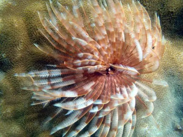 Каковы характеристики кольчатых червей?