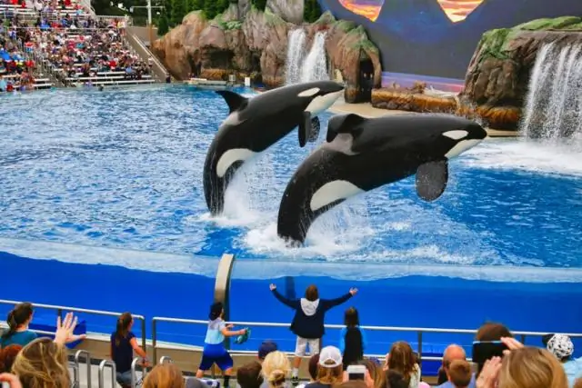 Почему косатка убила дрессировщика в SeaWorld?