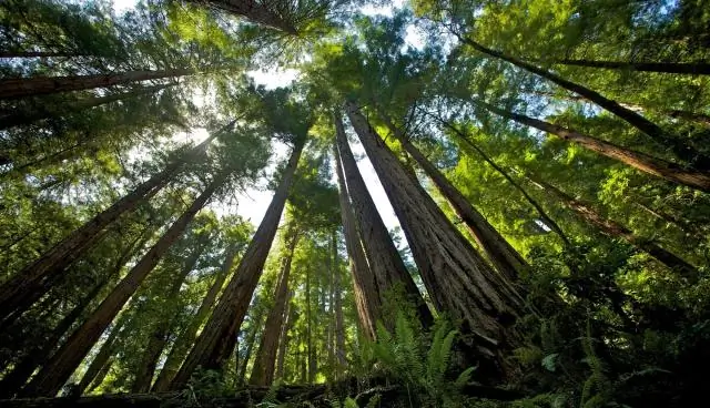 Закрывается ли Мьюир Вудс?