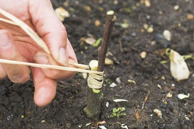 Как прививают фруктовые деревья в Австралии?