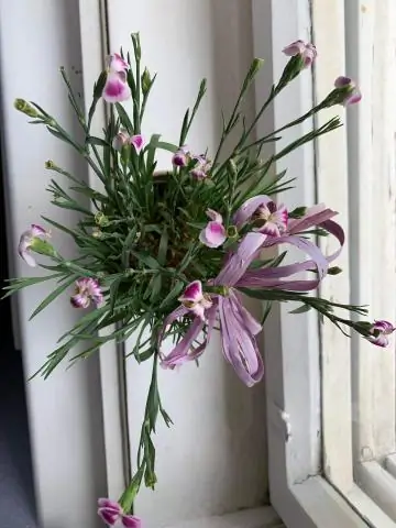 Как мне помочь моему растению паука?