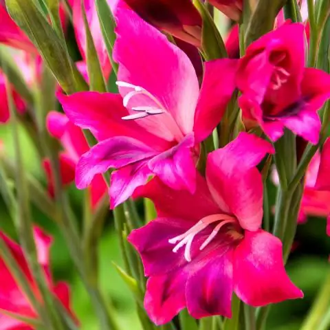 Выносливы ли гладиолусы многолетние?