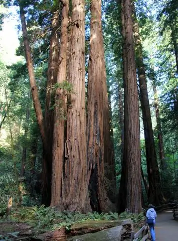 Как далеко Мьюир Вудс от Саусалито?