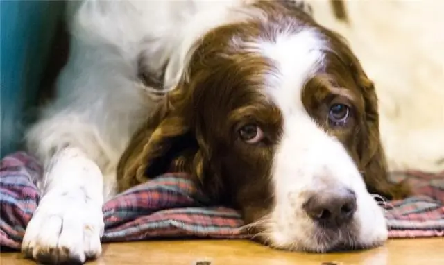 Разрешены ли собаки в мэрии Сан-Франциско?