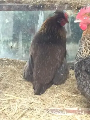 Как мне получить удовольствие от моей курицы?