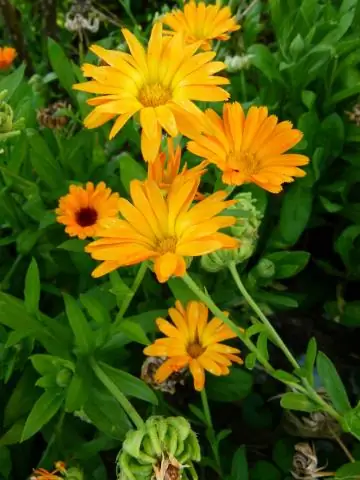 Какое разрешение истории бархатцев?