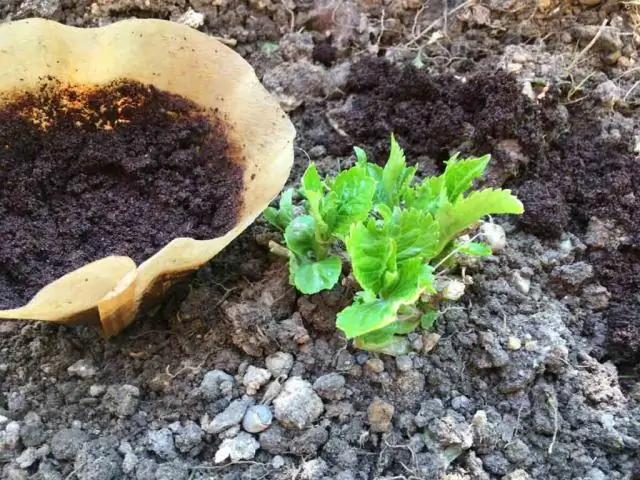 Для чего используют спайсбуш?