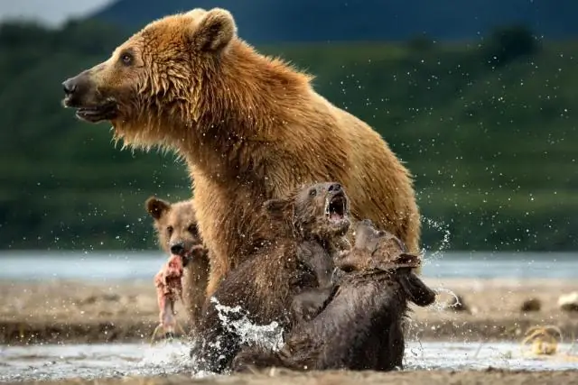 Где нашивки идут на рубашке Cub Scout?