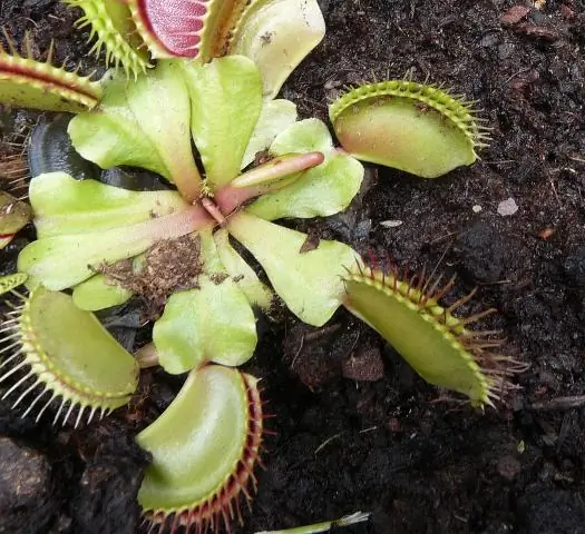 Что заставляет ловушку для мух Венеры закрыться?