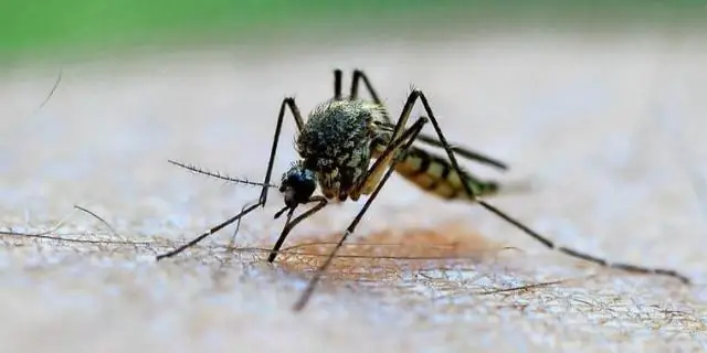 Неужели господа отпугивают комаров?