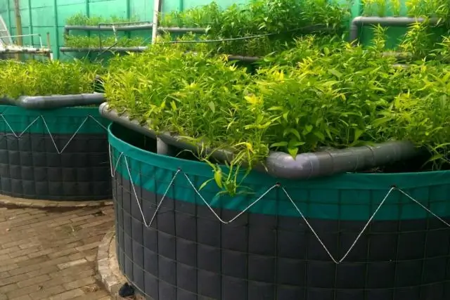 Аквапоника лучше гидропоники?