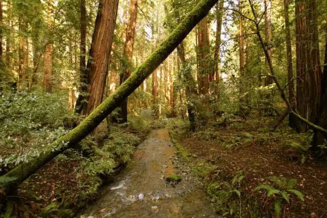 Как мне зарезервировать парковку в Muir Woods?