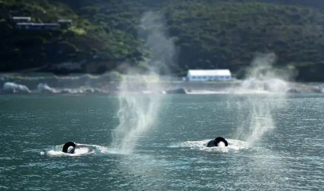 Почему изогнут спинной плавник Free Willy?