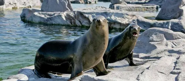 Какая среда обитания морского льва?