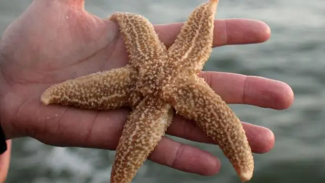 Какого цвета морские львы?