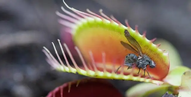 Как мухоловка Венеры ловит насекомых?