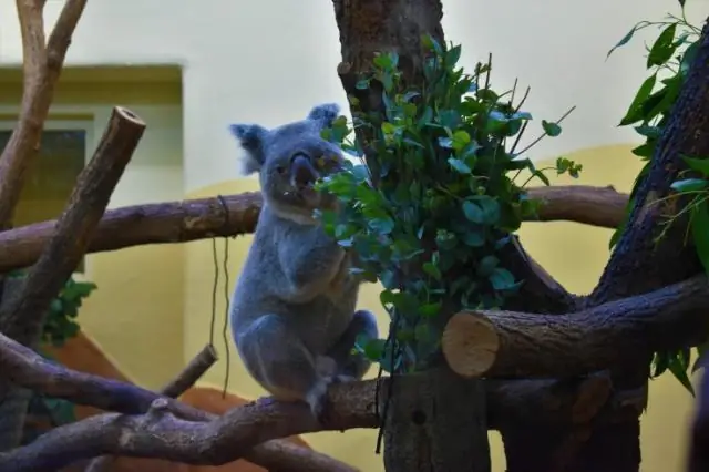 Насколько велик заупокойный храм Хатшепсут?