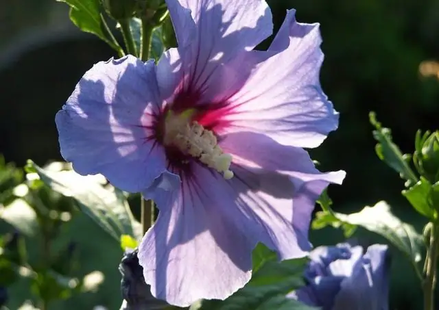 Где сажать гибискус?