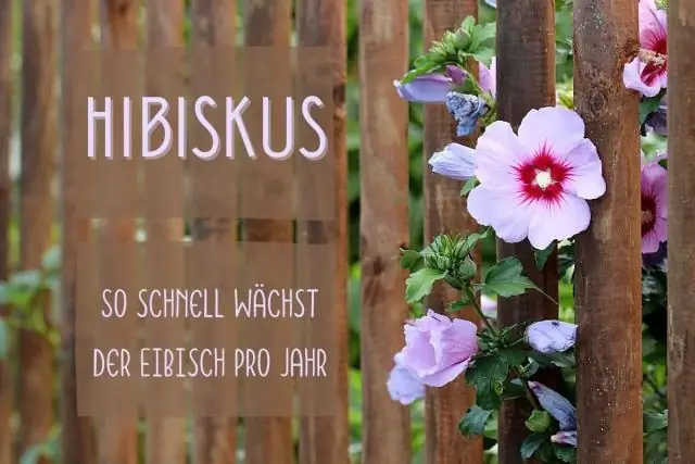 Как быстро растет тропический гибискус?