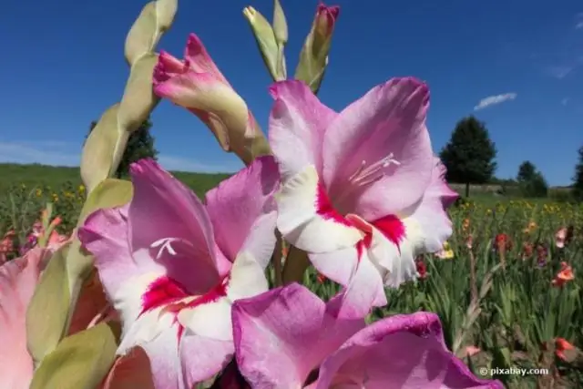 Что такое гладиолус по анатомии?