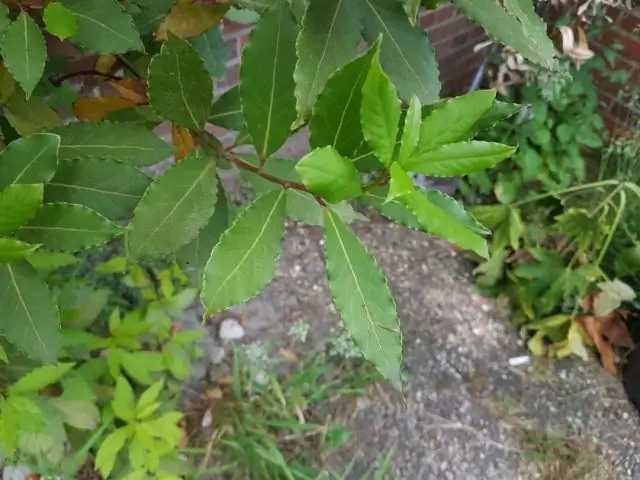 Как выглядит лавровый дуб?