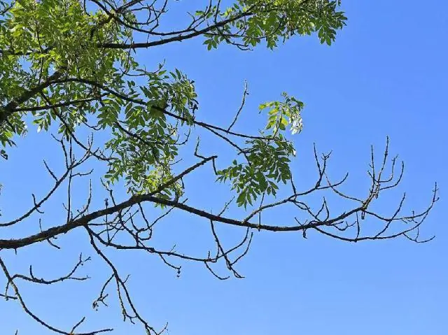 Что убивает ясень?