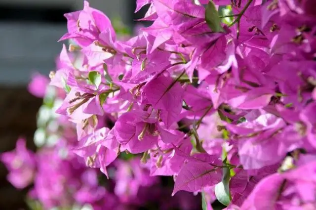 Может ли бугенвиллея расти в Теннесси?