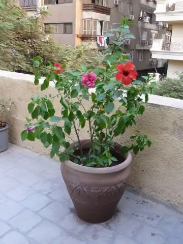 Как пересадить горшечный гибискус?