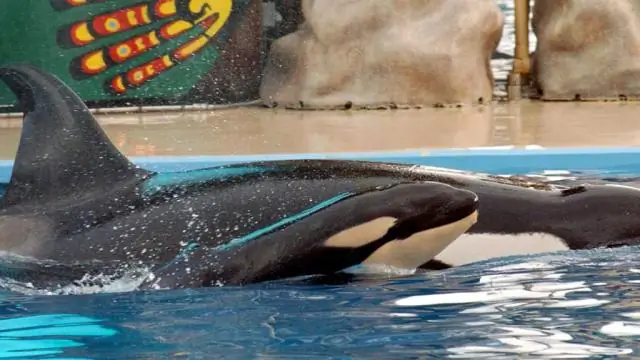Как девочка умерла в SeaWorld?