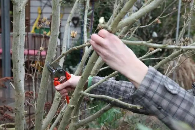 Что мне делать с гибискусом зимой?