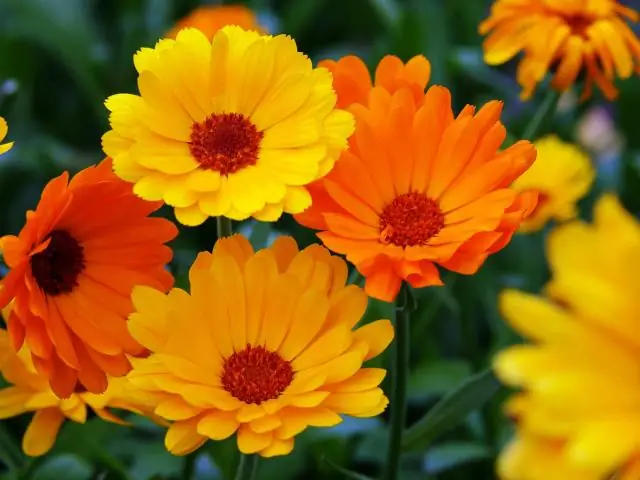 В чем основная идея бархатцев?