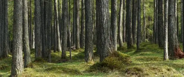 В какой зоне растет бойзеновая ягода?